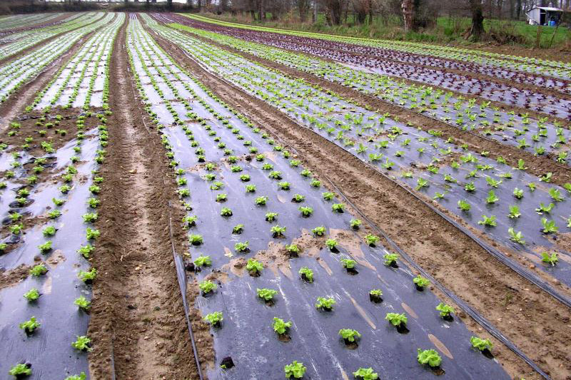 Film De Paillage Micro Perforé Vilmorin Pour Fraisiers - 1,40 X 10 M | Protection Jardin Fraises