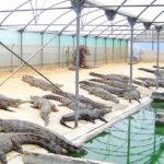 Elevage de reptiles