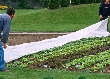 Mise en place d'un voile d'hivernage pour protéger une culture de salade.