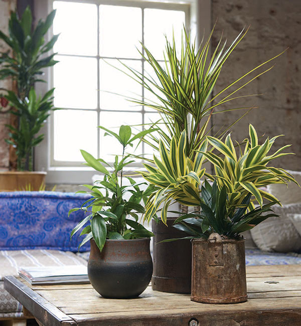 hiverner plante