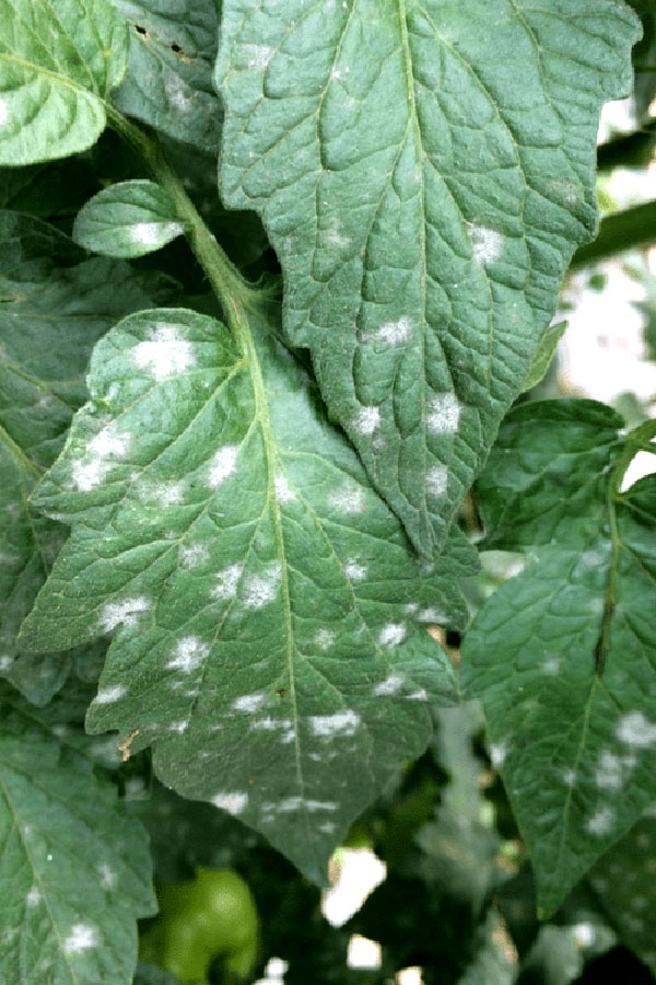 maladie des plantes