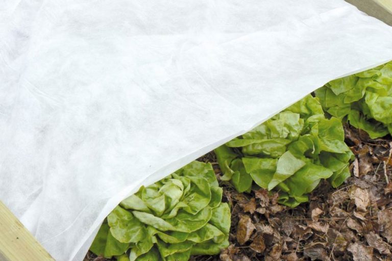 Voile d'hivernage protégeant des rangs de salade.