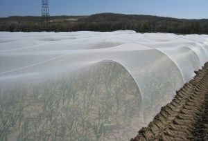 Filet de protection tendu au-dessus de cultures maraîchères, conçu pour protéger les plantations contre les insectes et les intempéries.