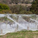 Vignes recouvertes de filets anti-insectes blancs pour protéger les cultures des oiseaux et des intempéries dans un paysage rural.