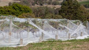 Vignes recouvertes de filets anti-insectes blancs pour protéger les cultures des oiseaux et des intempéries dans un paysage rural.