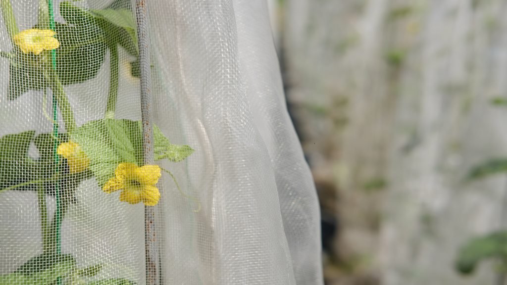 Pieds de melon protégés par des filets anti-insectes avec une petite maille de couleur blanche.