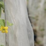 Pieds de melon protégés par des filets anti-insectes avec une petite maille de couleur blanche.
