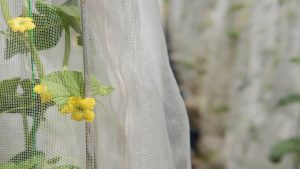 Pieds de melon protégés par des filets anti-insectes avec une petite maille de couleur blanche.