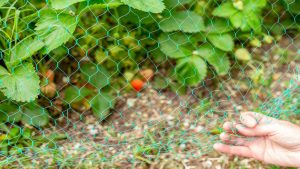 Main tenant un filet anti-insectes vert devant un plant de fraises pour protéger les fruits des nuisibles.