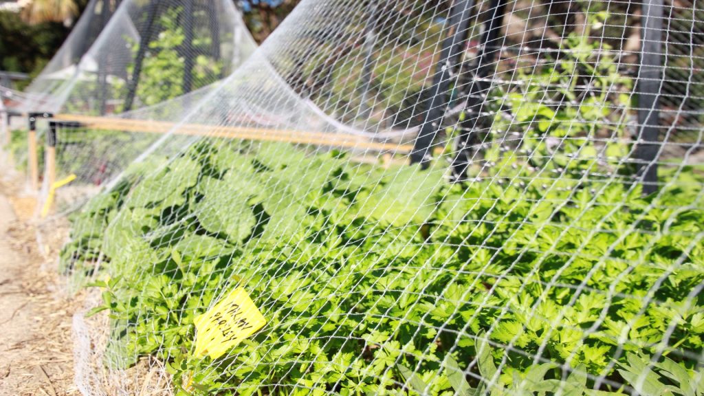 Plantes de jardin protégées par des filets anti-insectes pour empêcher les nuisibles et préserver les cultures.