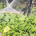 Plantes de jardin protégées par des filets anti-insectes pour empêcher les nuisibles et préserver les cultures.
