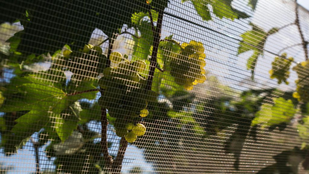 Grappe de raisins protégée par des filets anti-insectes pour empêcher les oiseaux et nuisibles d'endommager la récolte.