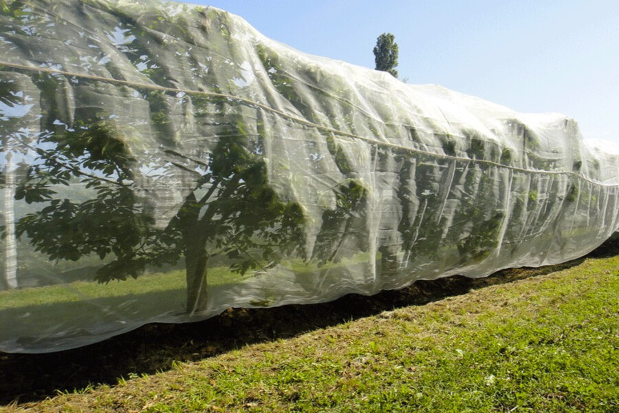 Filet anti-insectes installé sur une rangée d'arbres fruitiers