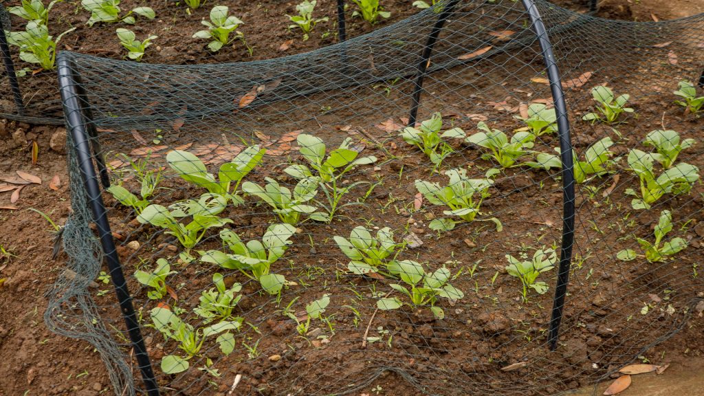 Jeunes plants verts poussant dans un sol fertile sous des filets anti-insectes maintenus par des arceaux en plastique noir, servant à protéger les cultures.