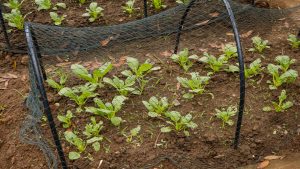 Jeunes plants verts poussant dans un sol fertile sous des filets anti-insectes maintenus par des arceaux en plastique noir, servant à protéger les cultures.
