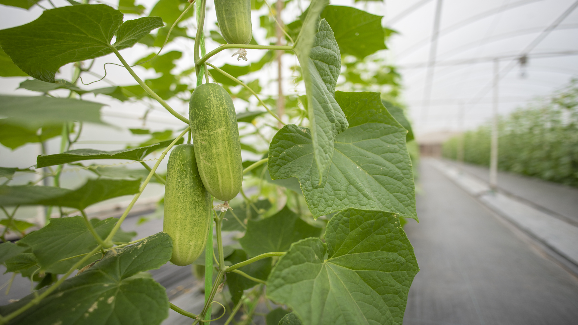 Comment cultiver du concombre en serre ? - Blog Serres Val de Loire