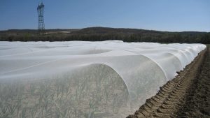 Filets anti-insectes mis en place sur des arceaux pour protéger les plantations.