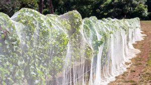 Rangées de vignes recouvertes de filets anti-insectes blancs pour protéger les cultures des oiseaux et des insectes, dans un vignoble en plein air.