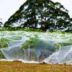 Filet anti-insectes qui protègent des rangées de vigne.