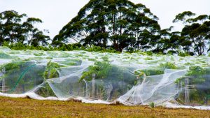 Filet anti-insectes qui protègent des rangées de vigne.