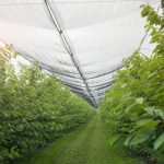 Arbres fruitiers protégés par un filet anti-insectes