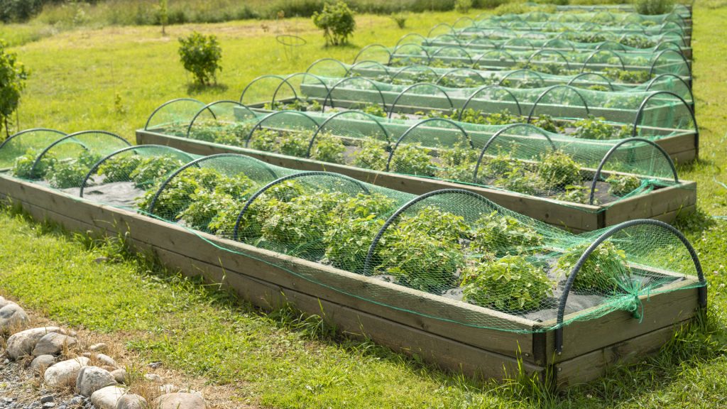 Filets anti-insectes sur arceaux pour protéger les cultures.