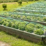 Filets anti-insectes sur arceaux pour protéger les cultures.
