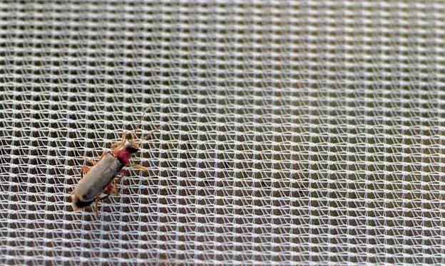 Filet anti-insectes en polyamide avec un insecte sur sa surface pour montrer l'efficacité