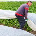 Un maraîcher enlevant le voile d'hivernage de ses plants