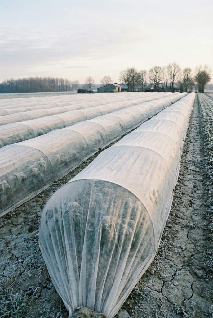 Voile d'hivernage mis en place sur des rangées de cultures.