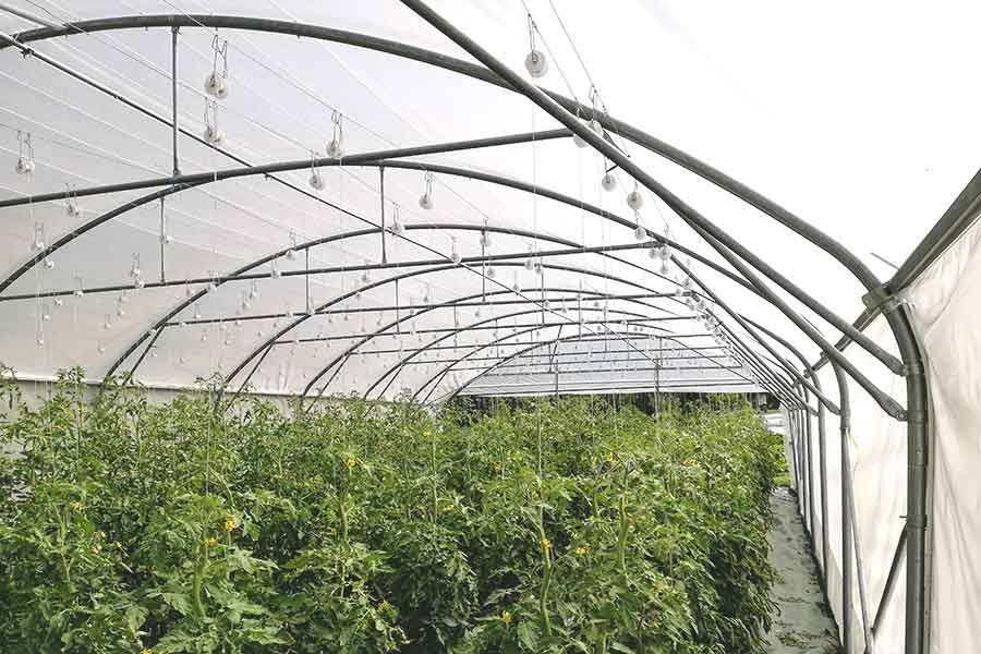 Serre tunnel avec roller ficelle installé sur les fils deltane.