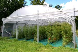 Serre tunnel équipée de roller ficelle pour les tomates.