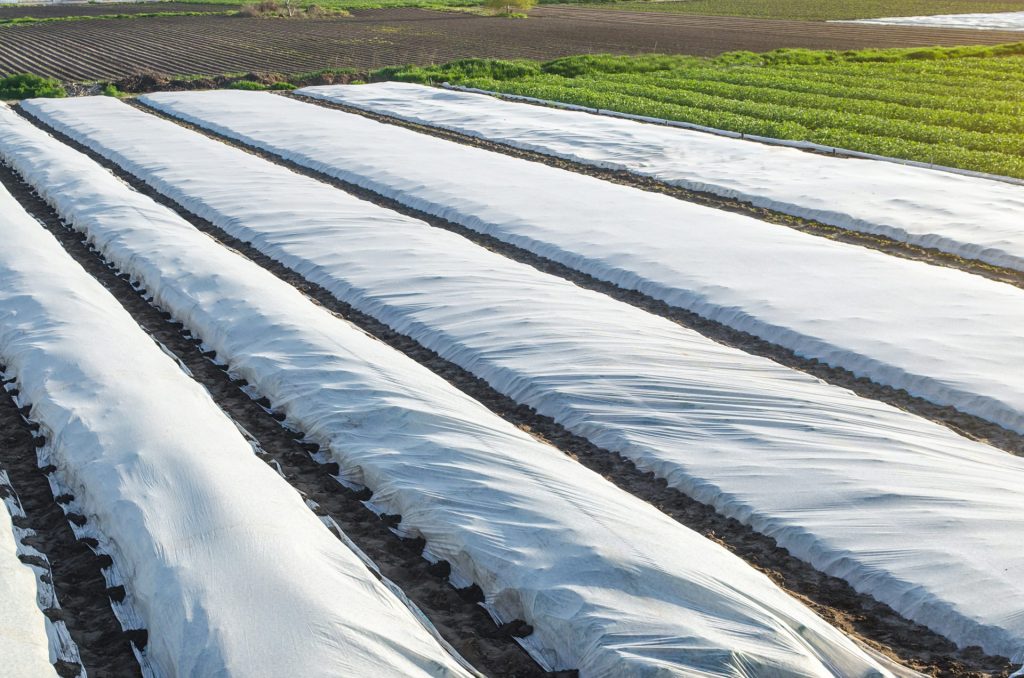 Fibre de protection contre le froid installé sur des cultures.