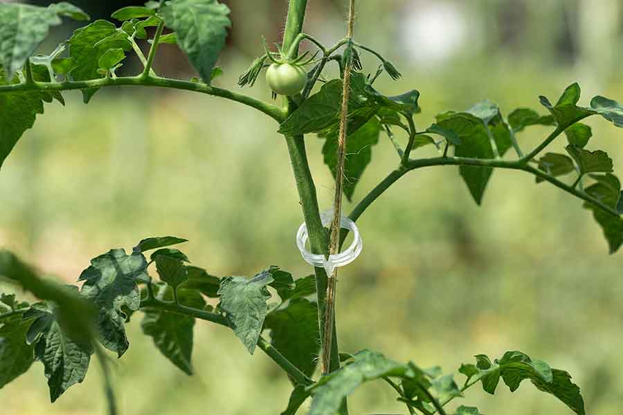 Pied de tomates conduit par une ficelle avec clips plastique.