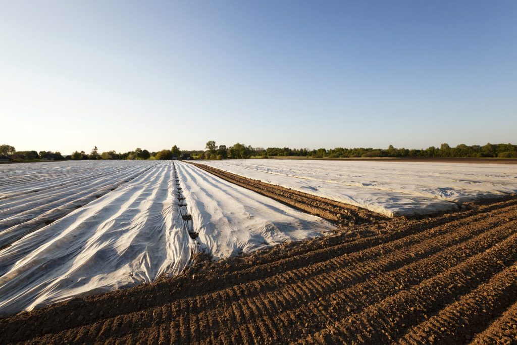 Agrofibre protégeant les jeunes plants en plein champ.
