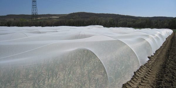 Filets anti-insectes mis en place sur des arceaux pour protéger les plantations.