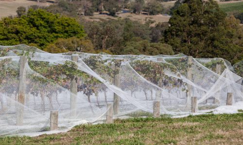 Vignes recouvertes de filets anti-insectes blancs pour protéger les cultures des oiseaux et des intempéries dans un paysage rural.