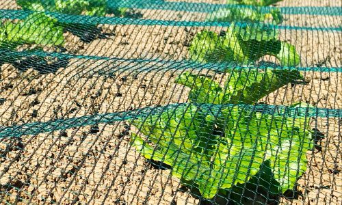 Filet anti-insectes mis à plat pour protéger les cultures