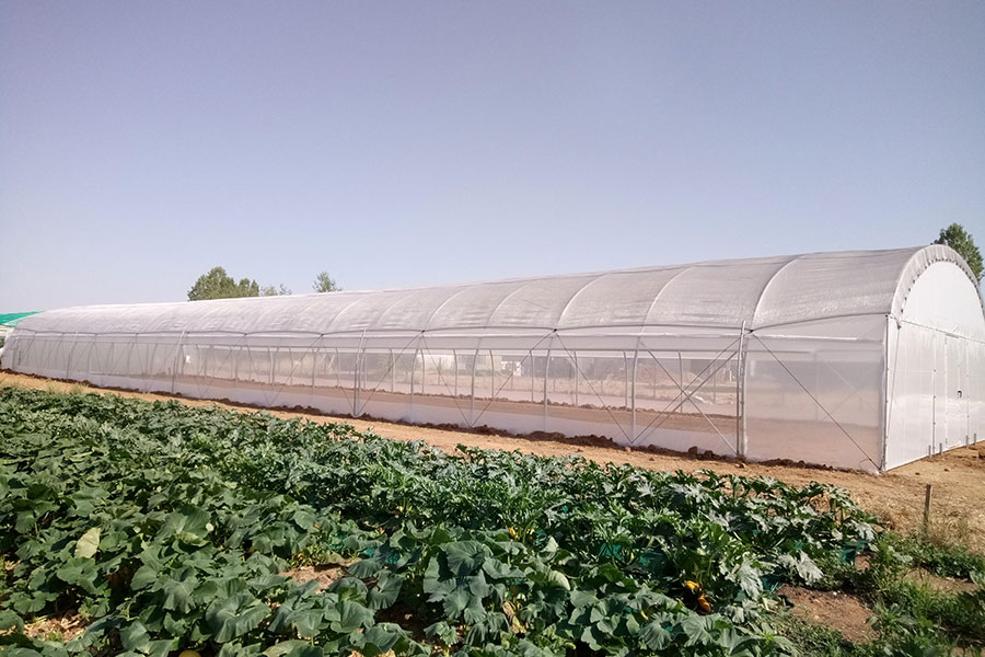 Exploitation maraîchère avec une serre tunnel équipée d'un filet d'ombrage argenté