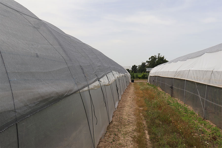 Filet d'ombrage 45% argenté mis sur le faîtage d'une serre tunnel