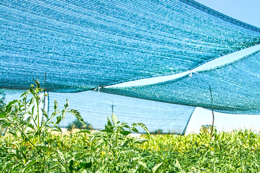 Structure métallique avec un filet d'ombrage vert couvrant les tomates en plein champ