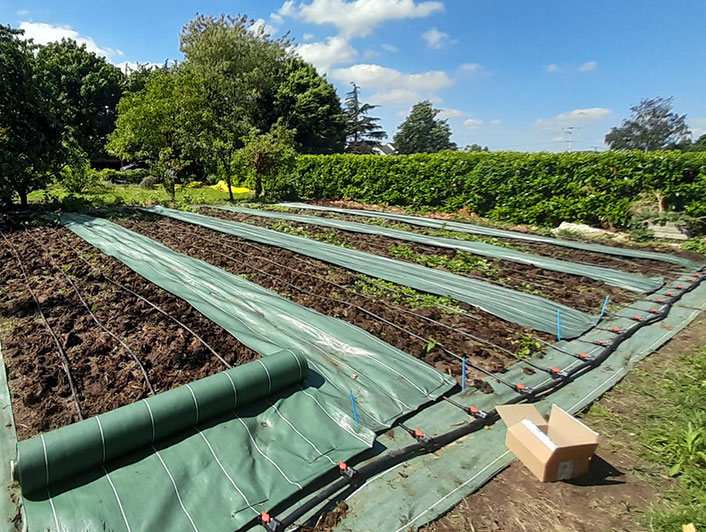 Fixation avec agrafes d'une couverture complète en toile de paillage sur un potager