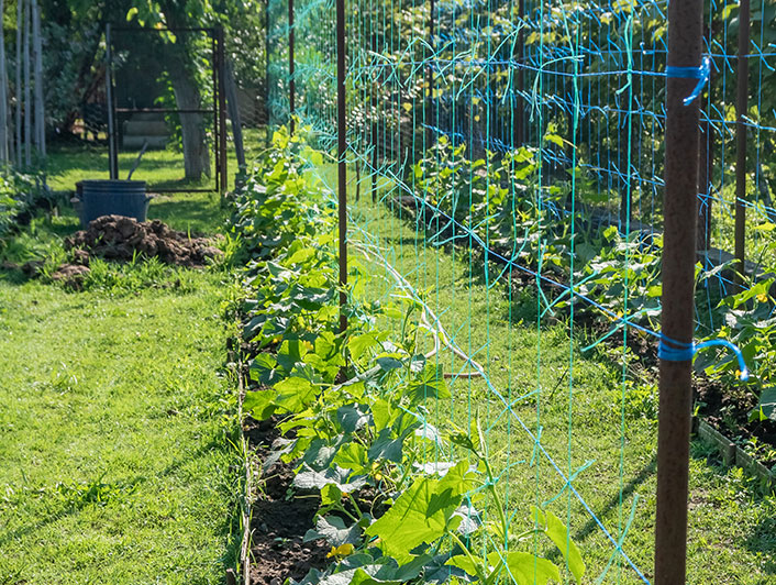 Cultures de plantes grimpantes conduit par un filet à ramer