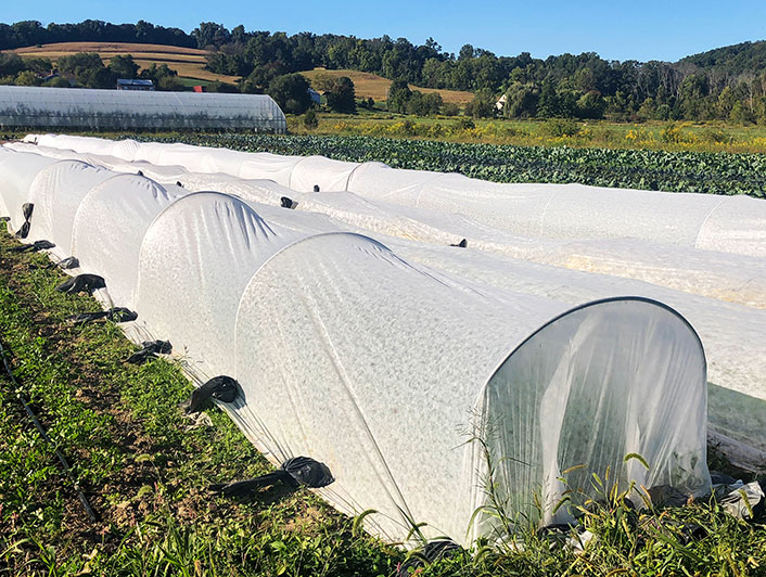 Petite exploitation agricole avec des tunnels d'hivernage pour protéger les cultures