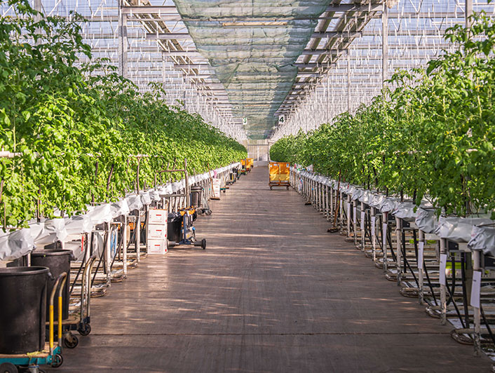 Culture de tomate en gouttière hors sol dans une serre tunnel plastique
