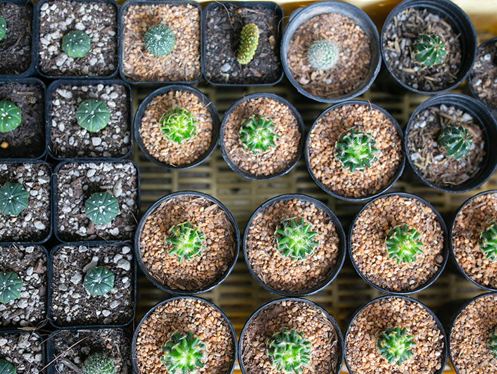 Mise en pot de plants en pépinière avec de la vermiculite et de la perlite