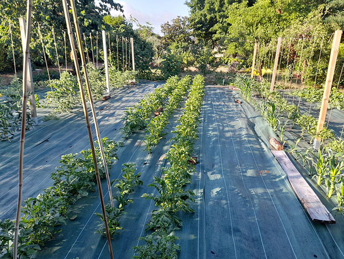 Micro ferme avec toile de paillage mise sur toute la surface de culture